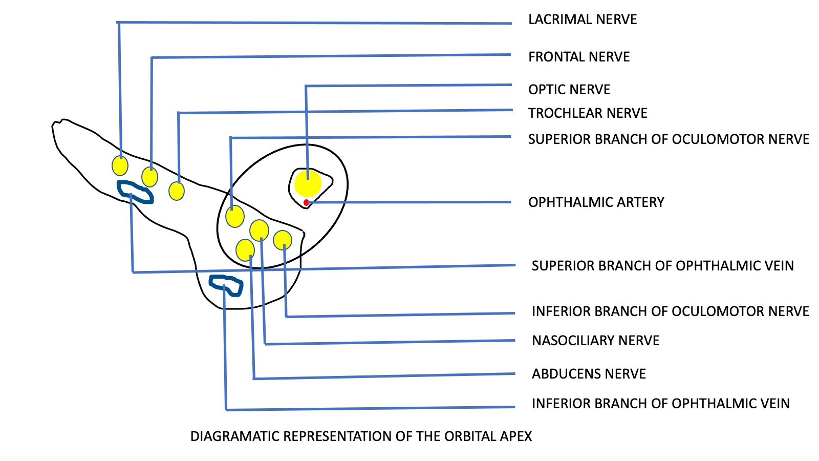 Schematic representation of the orbital apex showing the contents of the optic canal and superior orbital fissure