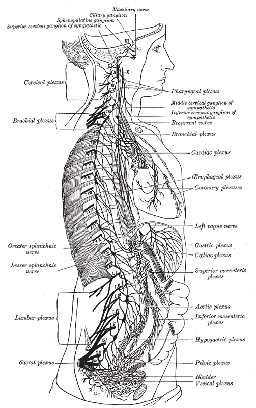 <p>The Sympathetic Nerves, The right sympathetic chain and its connections with the thoracic, abdominal, and pelvic plexuses<