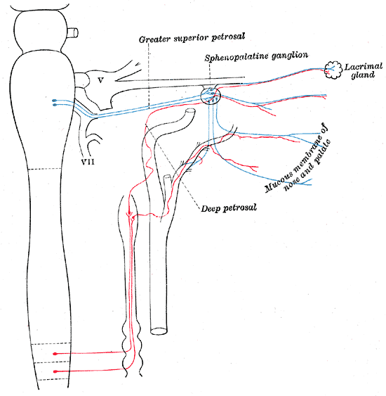 <p>The Sympathetic Nerves, Sympathetic connections of the sphenopalatine and superior cervical ganglia</p>