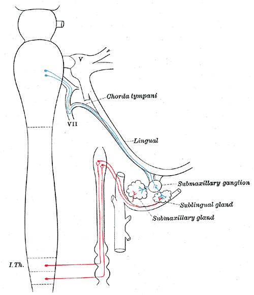 <p>The Sympathetic Nerves, Sympathetic connections of the submaxillary and superior cervical ganglia</p>
