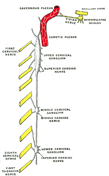 <p>The Cervical Portion of the Sympathetic System, Diagram of the cervical sympathetic</p>