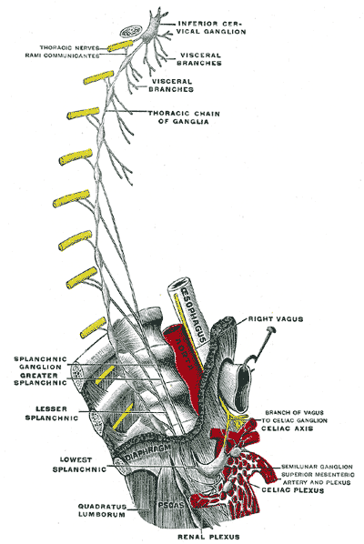 <p>The Cervical Portion of the Sympathetic System, Plan of right sympathetic cord and splanchnic nerves</p>