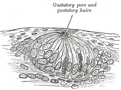 <p>The Organs of the Senses and the Common Integumentary, Highly Magnified Tastebud</p>