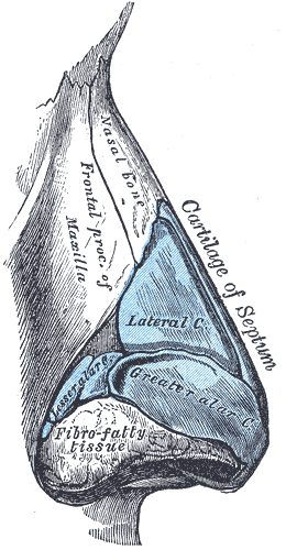 <p>The Organ of Smell, Cartilages of the nose, Side view, Lateral; Greater; Lesser Alar Cartilage, Cartilage of Semptum</p>
