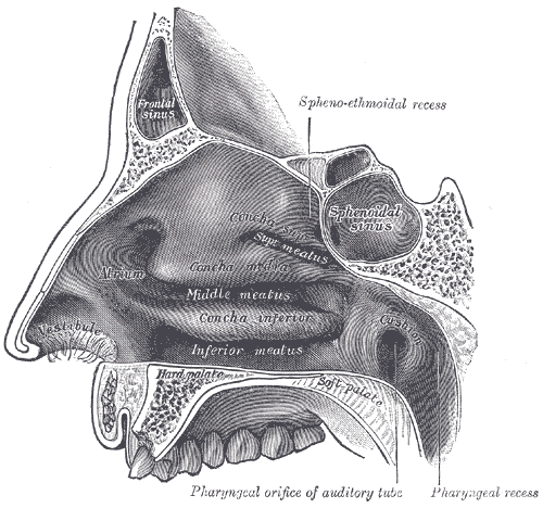<p>The Organ of Smell, Lateral wall of nasal cavity, Frontal Sinus, Sphenoethmoidal recess, Sphenoidal sinus, Pharyngeal orif