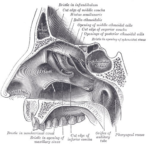 <p>The Organ of Smell, Lateral wall of nasal cavity; the three nasal conch&aelig; have been removed, Atrium, Frontal Sinus, S
