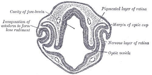 <p>The Organ of Sight, Transverse section of head of chick embryo of forty-eight hours&rsquo; incubation, Cavity of Fore-brai
