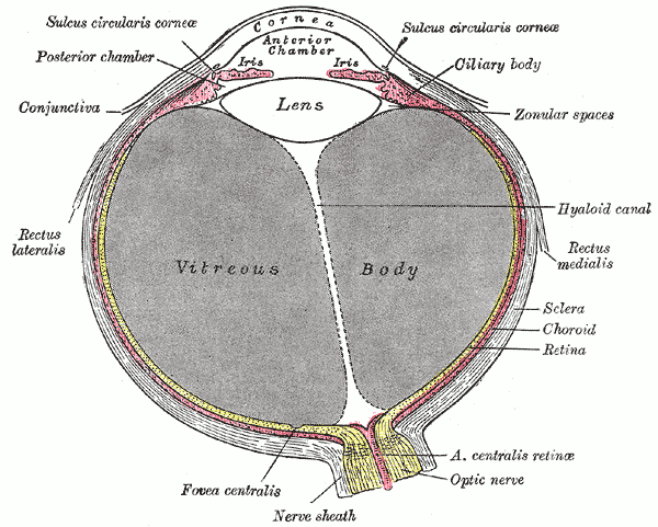<p>The Tunics of the Eye, Horizontal section of the eyeball, Vitreous Body, Lens, Ciliary body, Zonular spaces, Hyaloid canal