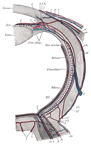 <p>The Tunics of the Eye, Diagram of the blood vessels of the eye, as seen in a horizontal section</p>