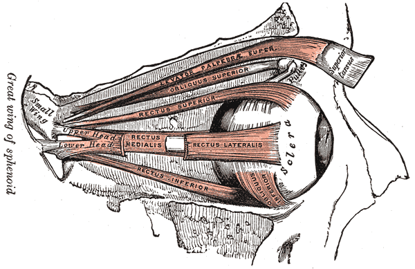 <p>The Accessory Organs of the Eye, Muscles of the right orbit, Levator Palpebrae Superior, Oblique Superior, Rectus Superior