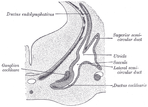 <p>The Organs of hearing, Transverse section through head of fetal sheep; in the region of the labyrinth, Ductus endolymphati