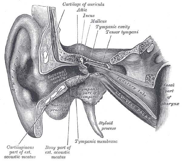 <p>External and Middle Ear