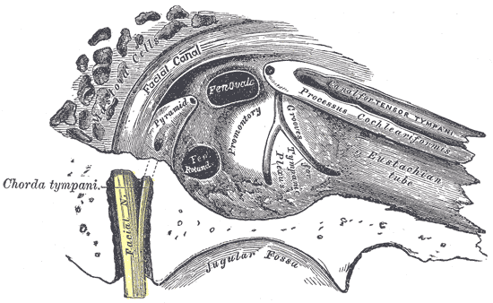 <p>The Middle Ear or Tympanic Cavity, View of the inner wall of the tympanum, Chorda tympani, Processus cochleariformis, Eust