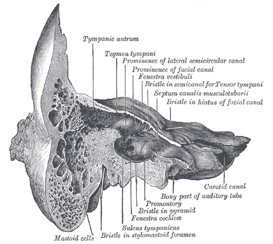<p>Temporal Bone Coronal View