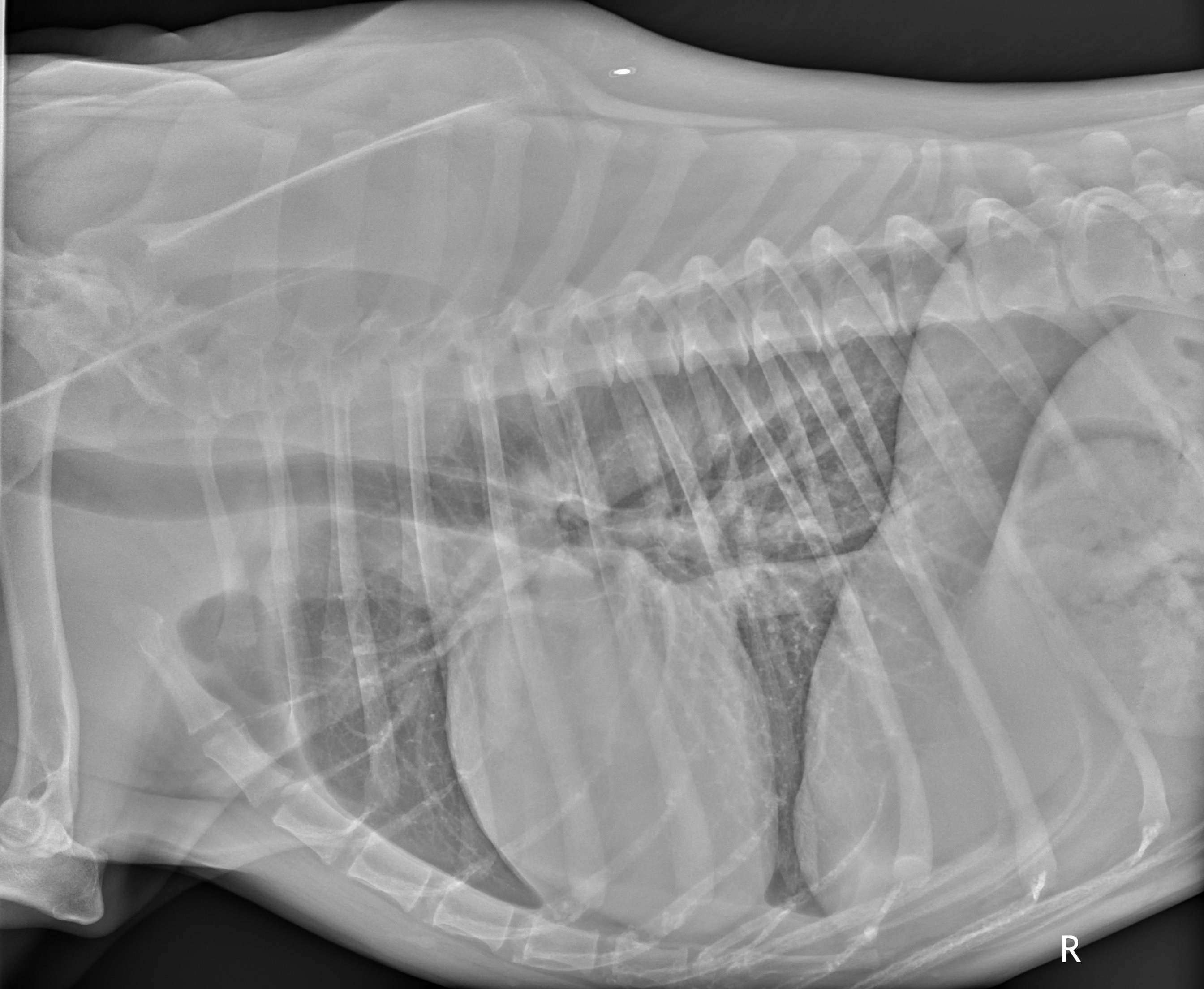 <p>CXR Canine Dorsal Lungs. Normal CXR shows predominantly dorsal lungs with pulmonary markings to the periphery.</p>