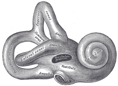 <p>The Internal Ear or Labyrinth, Right osseous labyrinth; Lateral view, Posterior; Superior; Lateral canal, Common crus, Amp