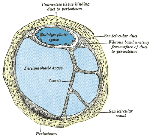 <p>The Internal Ear or Labyrinth, Transverse section of a human semicircular canal and duct, Endolymphatic space, Perilymphat