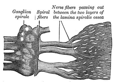 <p>The Internal Ear or Labyrinth, Part of the cochlear division of the acoustic nerve, Ganglion spirale, Spiral fibers</p>