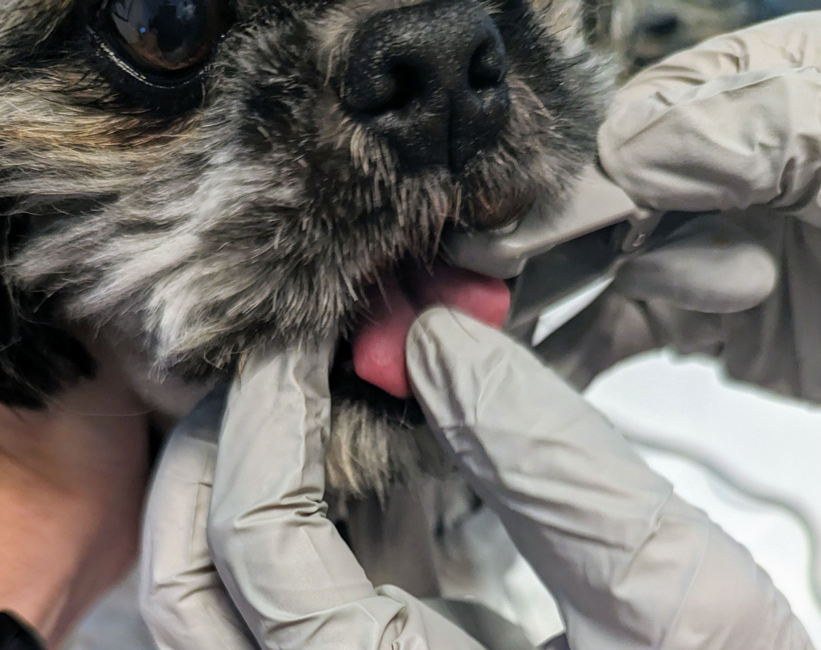 Canine Pulse Oximetry Tongue, Step 1