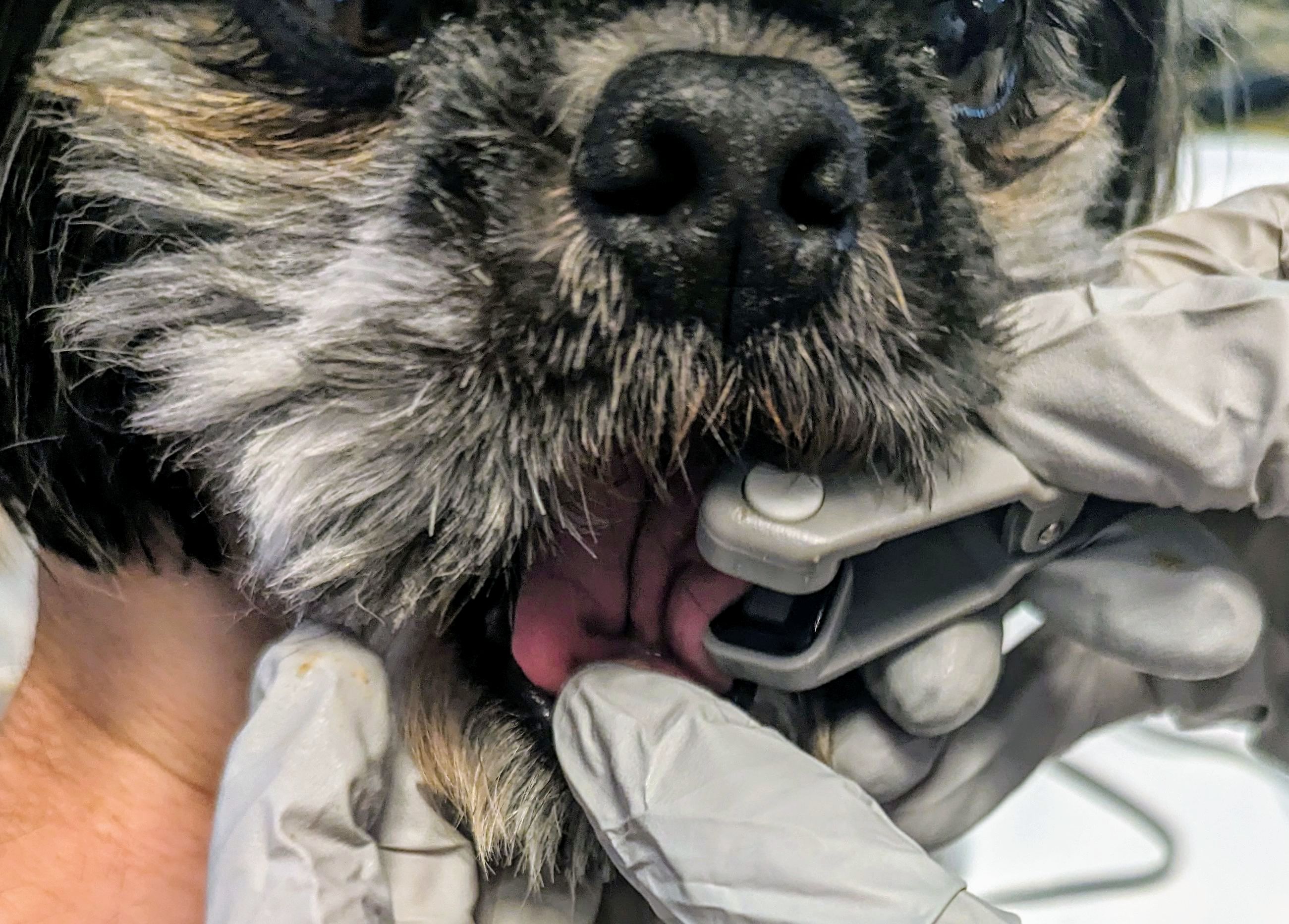 Canine Pulse Oximetry Tongue