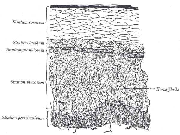 <p>The Common Integument, Section of Epidermis