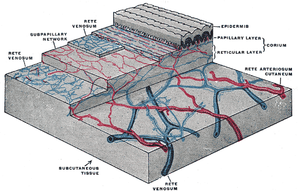 <p>The Common Integument, Distribution of the Blood Vessels