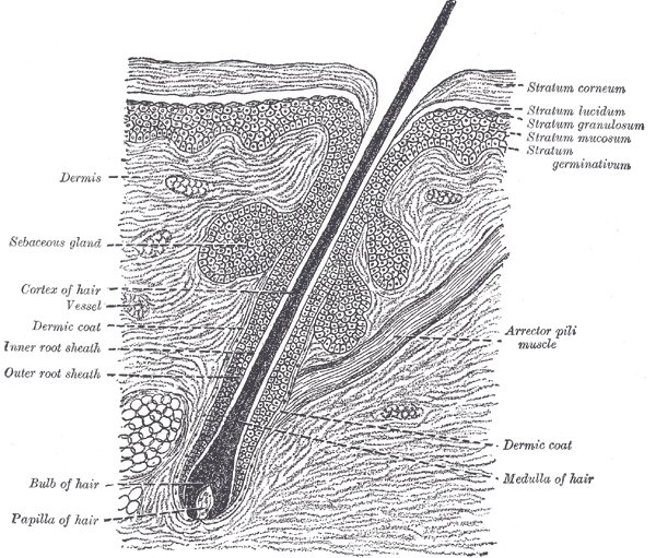 <p>The Common Integument, Section of the Skin
