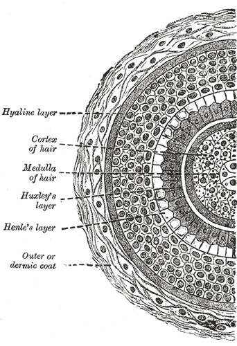 <p>Transverse Section of a Hair Follicle