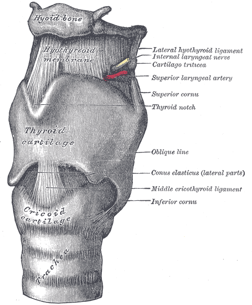 <p>The Larynx, The ligaments of the larynx; Antero-lateral view, Middle cricothyroid Ligament, Hypothyroid membrane, Lateral 