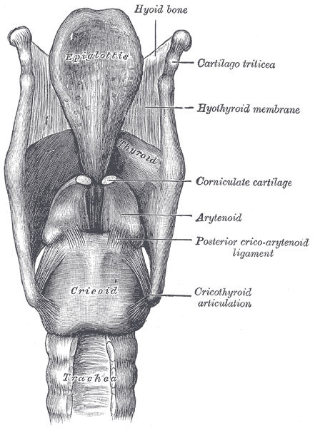 <p>The Larynx, Ligaments of the larynx; Posterior view, Cartilago triticea, Hyothyroid membrane, Corniculate cartilage, Aryte