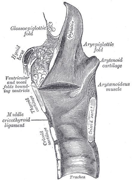 <p>The Larynx, Sagittal section of the larynx and upper part of the trachea, Glossoepiglottic fold, Aryepiglottic Cartilage a