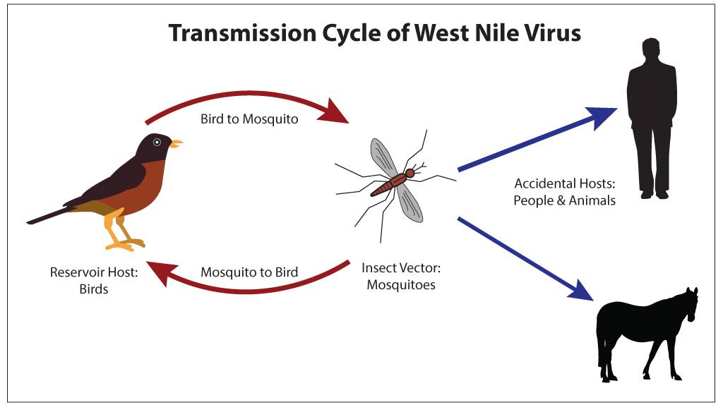 <p>Transmission Cycle of West Nile Virus</p>