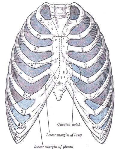 <p>The Pleurae, Front view of thorax; showing the relations of the pleur&aelig; and lungs to the chest wall, Pleura in blue; 