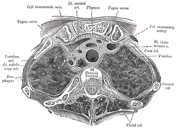 <p>The Mediastinum, Transverse section through the upper margin of the second thoracic vertebra</p>