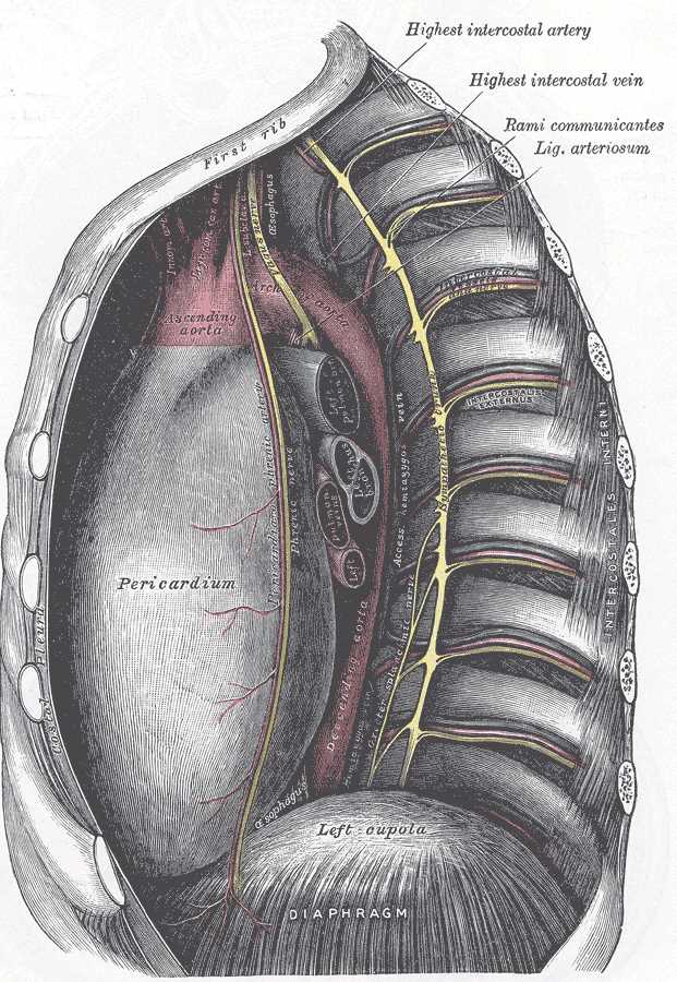 <p>The Mediastinum, The middle and posterior mediastina; Left side, Highest intercostal artery, Highest intercostal vein, Ram