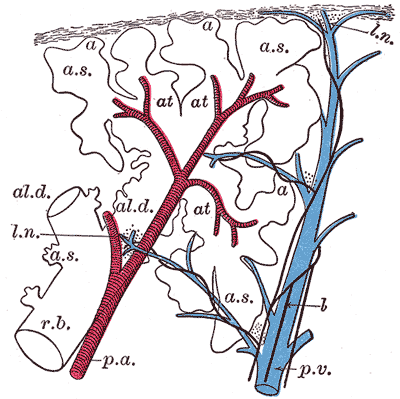 <p>The Lungs, Schematic longitudinal section of a primary lobule of the lung, respiratory bronchiole, alveolar duct, atria, a