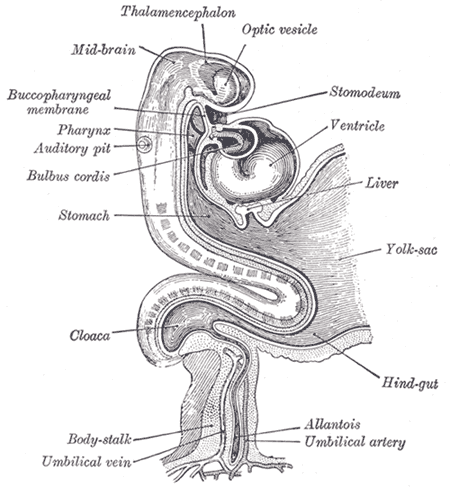 <p>The Digestive Apparatus, Human embryo about fifteen days old, Brain and heart represented from right side; Digestive tube 