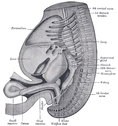<p>The Digestive Apparatus, Reconstruction of a human embryo of 17 mm, Pericardium, Liver, Bladder, Small intestine, Cecum, G