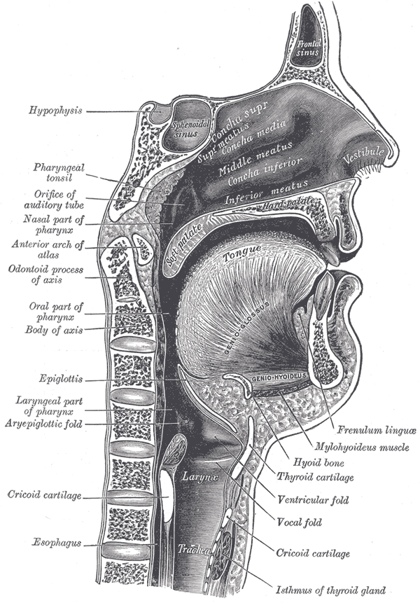 <p>The Mouth, Sagittal section of nose mouth, pharynx, and larynx</p>