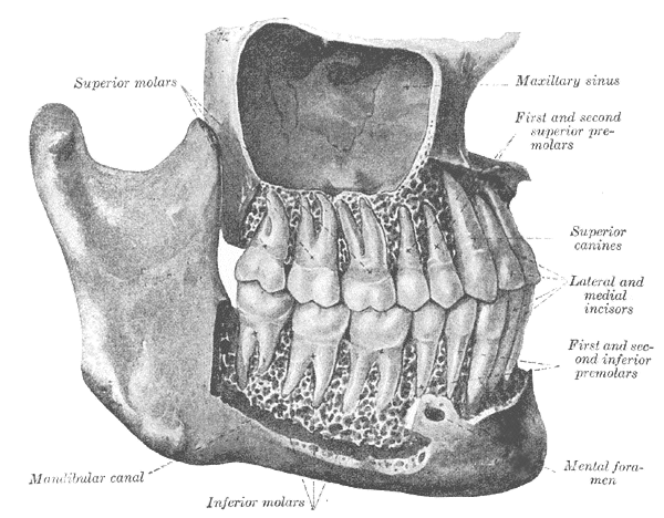 <p>The Mouth, The permanent teeth; viewed from the right, Superior Molars, Mandibular canal, Maxillary Sinus, Superior Canine