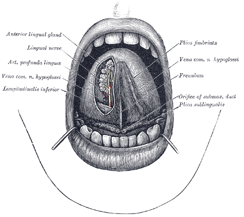 <p>The Mouth, The mouth cavity, The apex of the tongue is turned upward, Anterior lingual gland, Lingual nerve, Arterial Prof