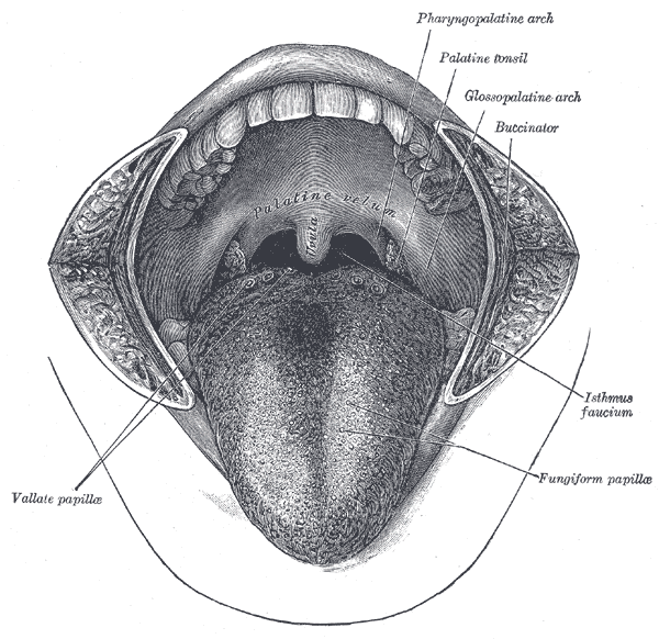 <p>The Mouth, Mouth Cavity, Vallate papillae, Pharyngopalatine arch, Palatine Tonsil, Glossopalatine Arch, Buccinator, Isthmu