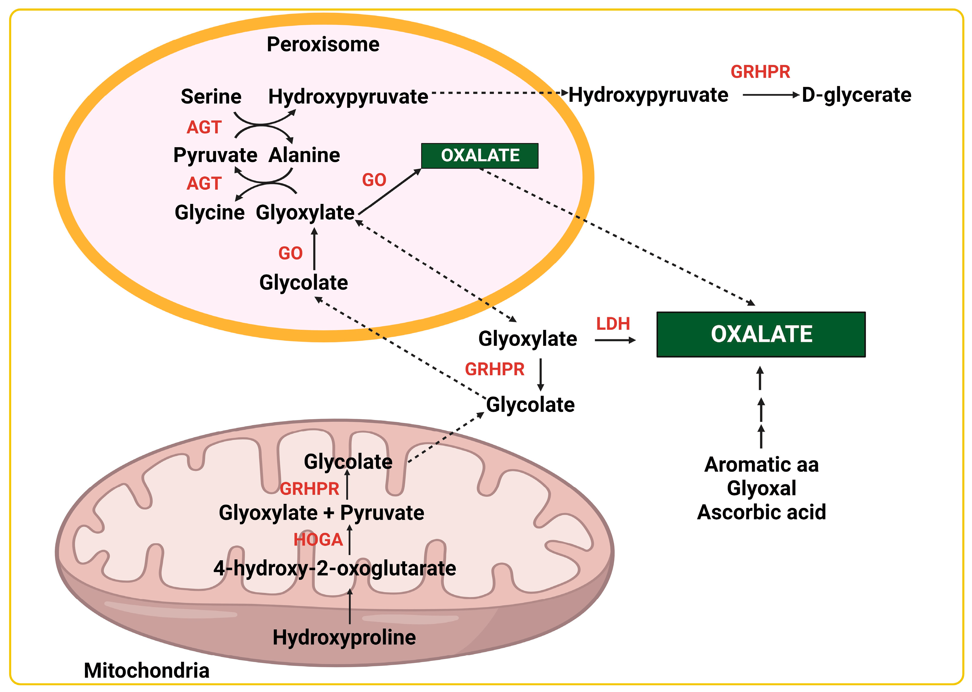 Pathways of endogenous oxalate production