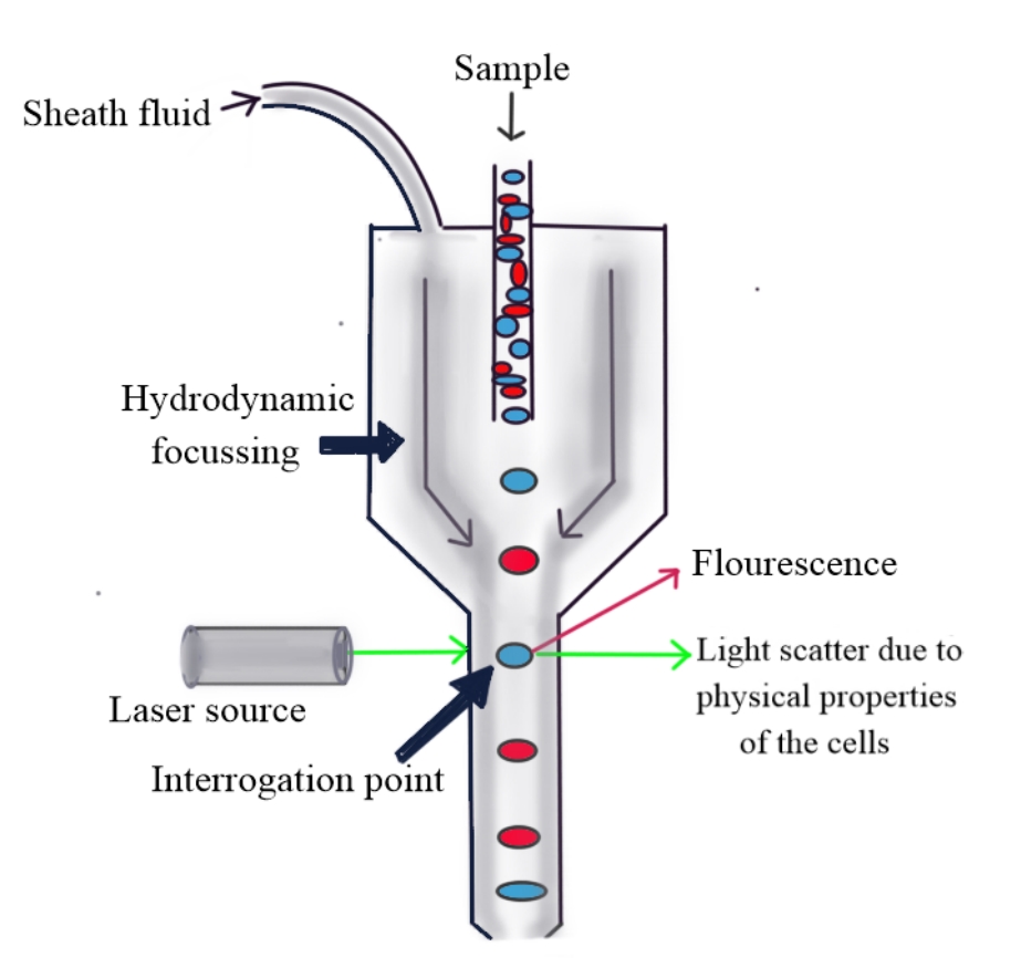 <p>Principle of Flow Cytometry