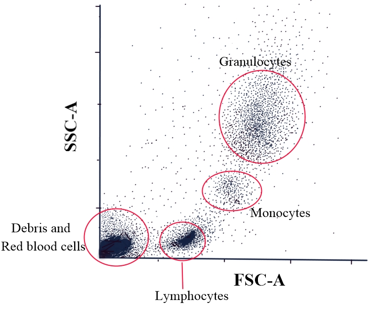 <p>Flow Cytometry: Side Scatter Versus Forward Scatter Dot Plot