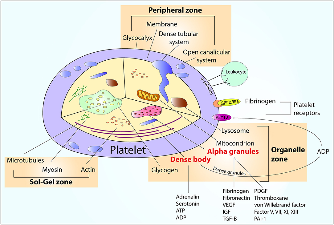 <p>An Overview of Platelet Structure