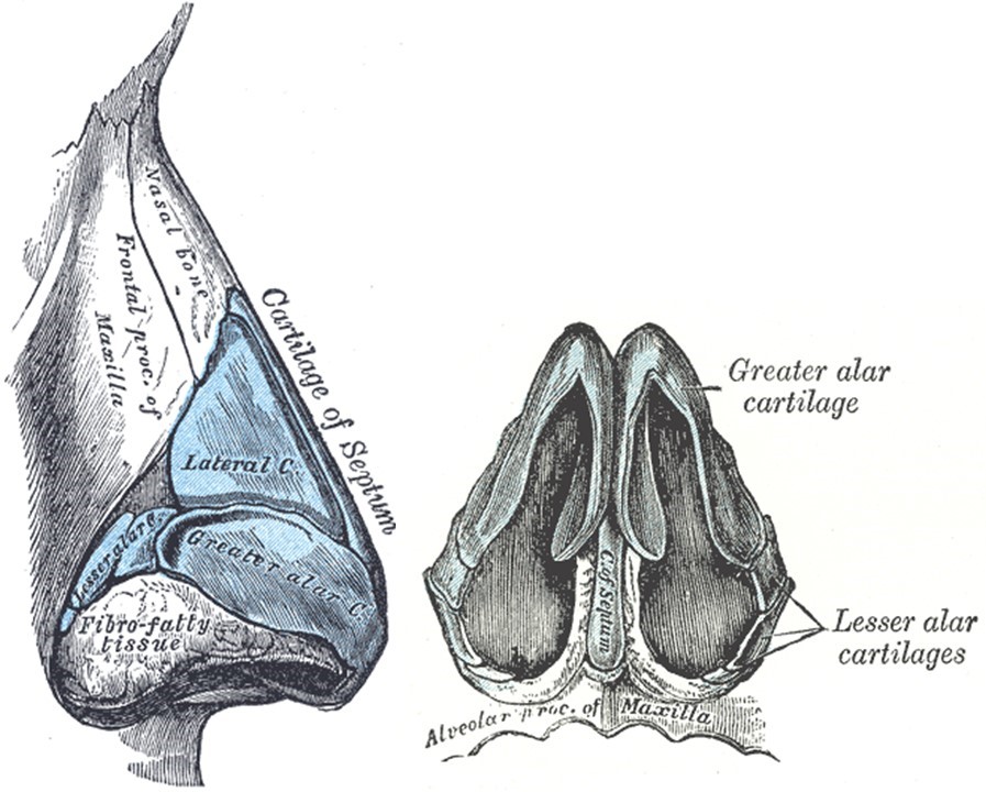 <p>External Nasal Skeleton