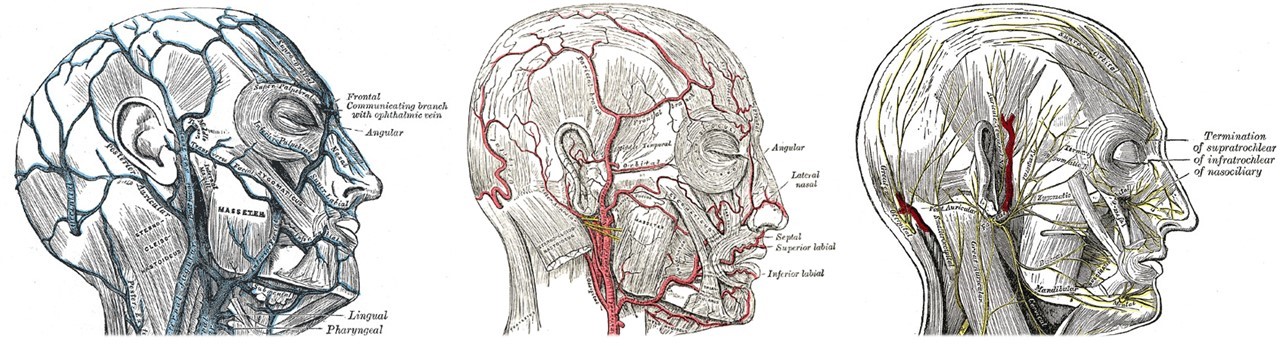 <p>Veins, Arteries, and Nerves of the Face and Scalp. Left: veins. Center: arteries. Right: motor and sensory nerves.</p>