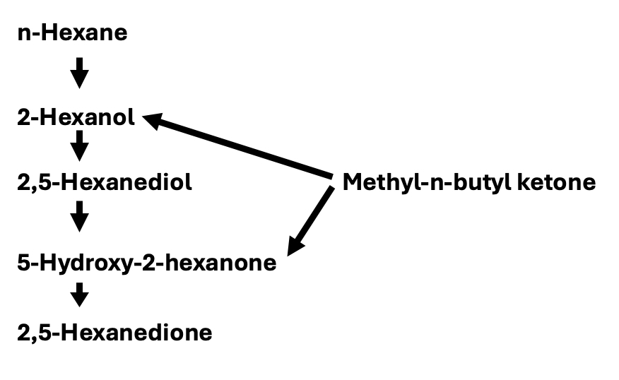 <p>Formation of&nbsp;2,5-hexanedione in the Body