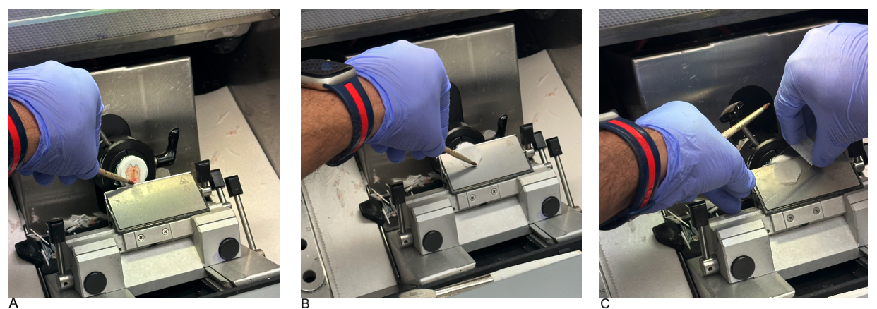 <p>Paintbrush Technique in Cryosectioning